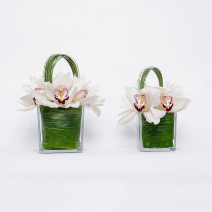 Cymbidium Duo