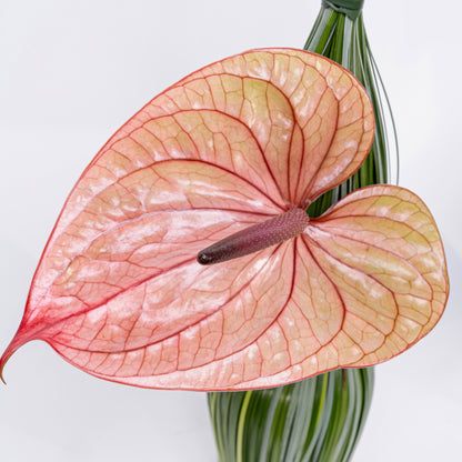 Anthurium Twins