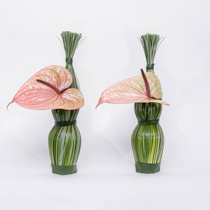 Anthurium Twins