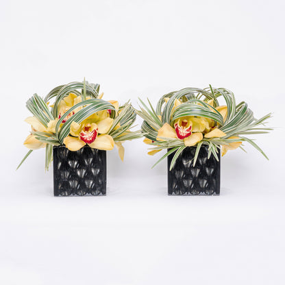 Jardin Twins