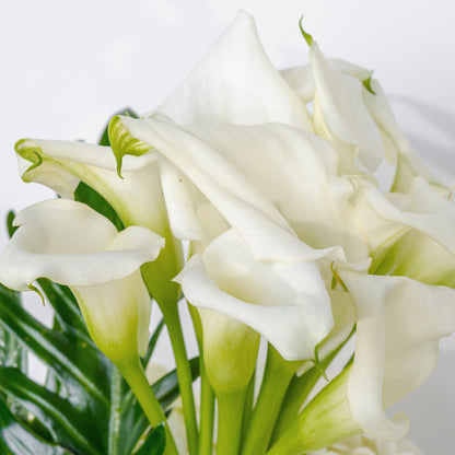 Blanc Calla Lili