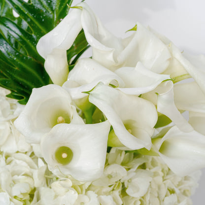 Blanc Calla Lili