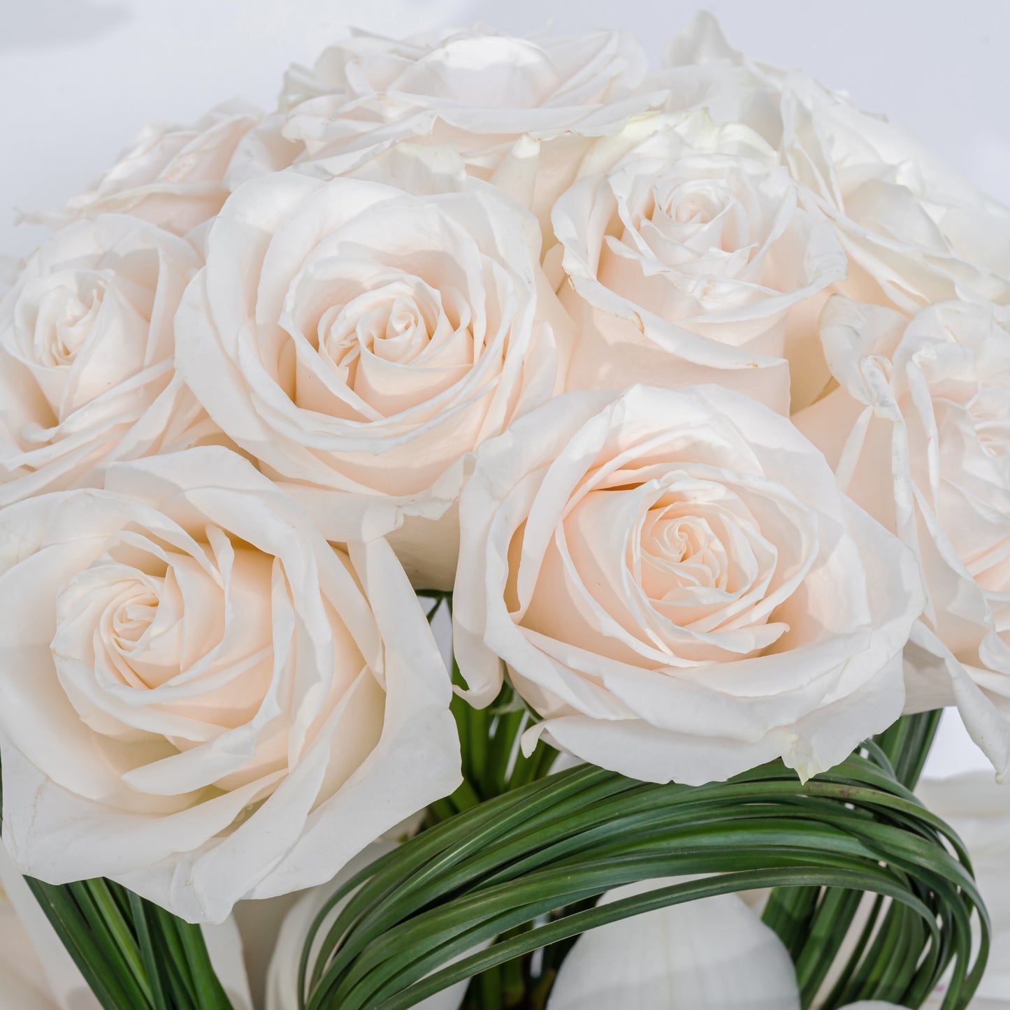 Blanc Rose