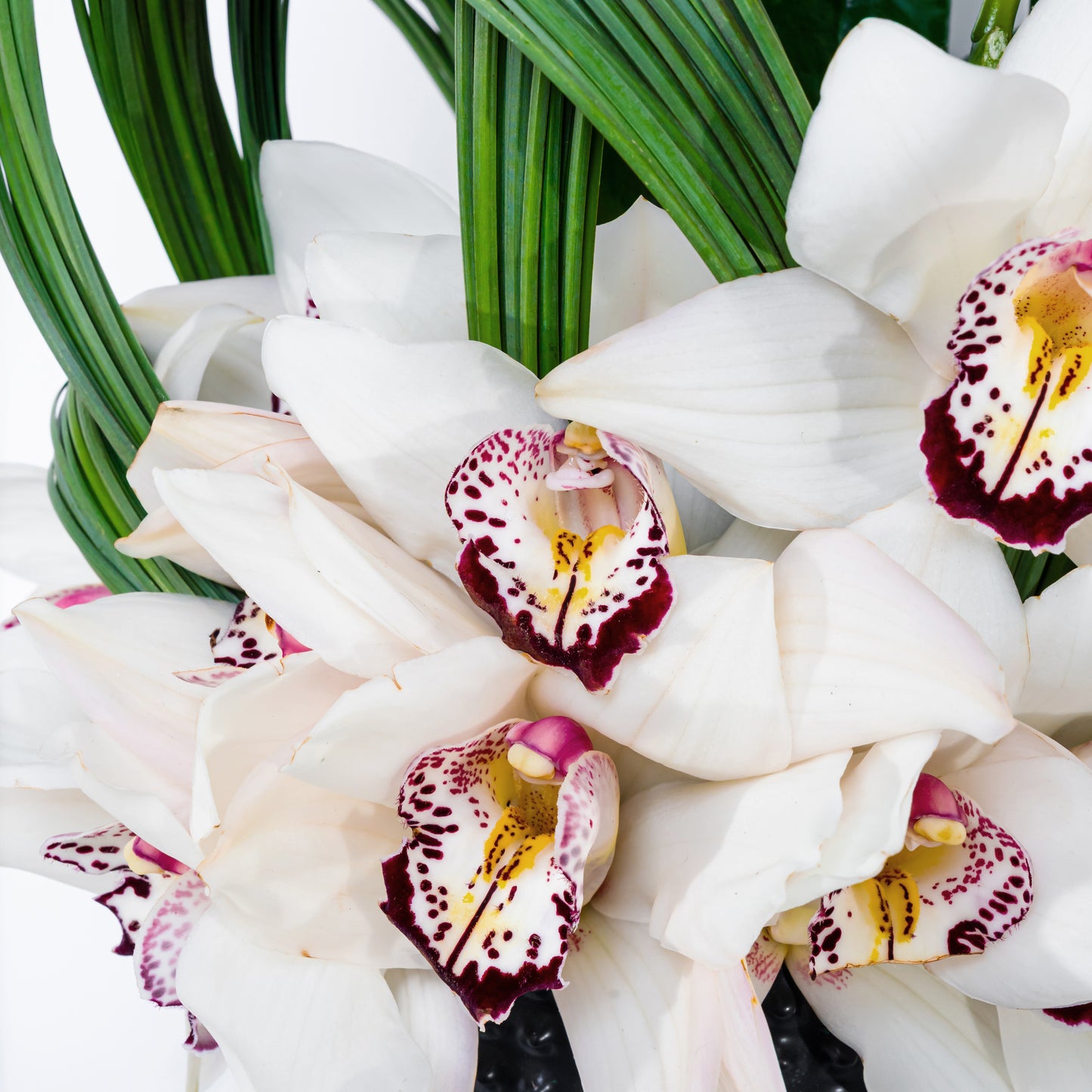 Blanc Cymbidium 2