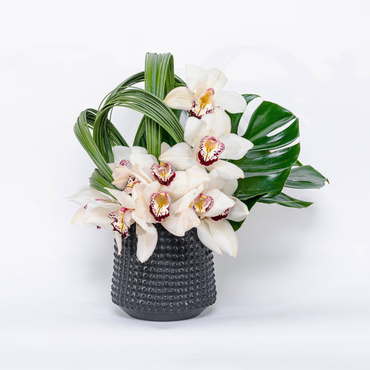Blanc Cymbidium