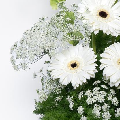 Gerbera Garden