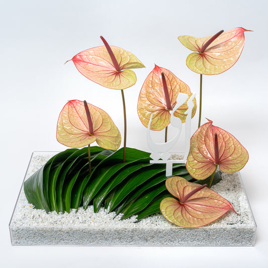 Anthurium Garden