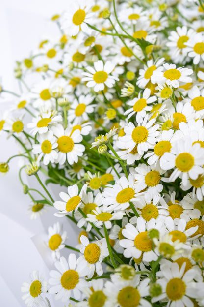 The Chamomile Bouquet