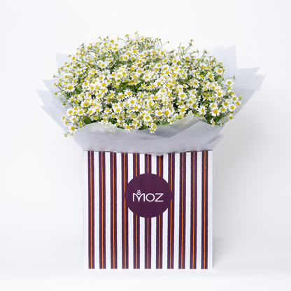 The Chamomile Bouquet