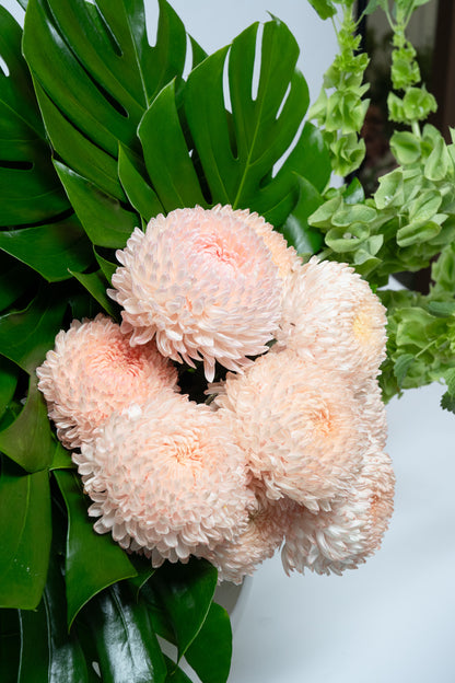 Coral Garden