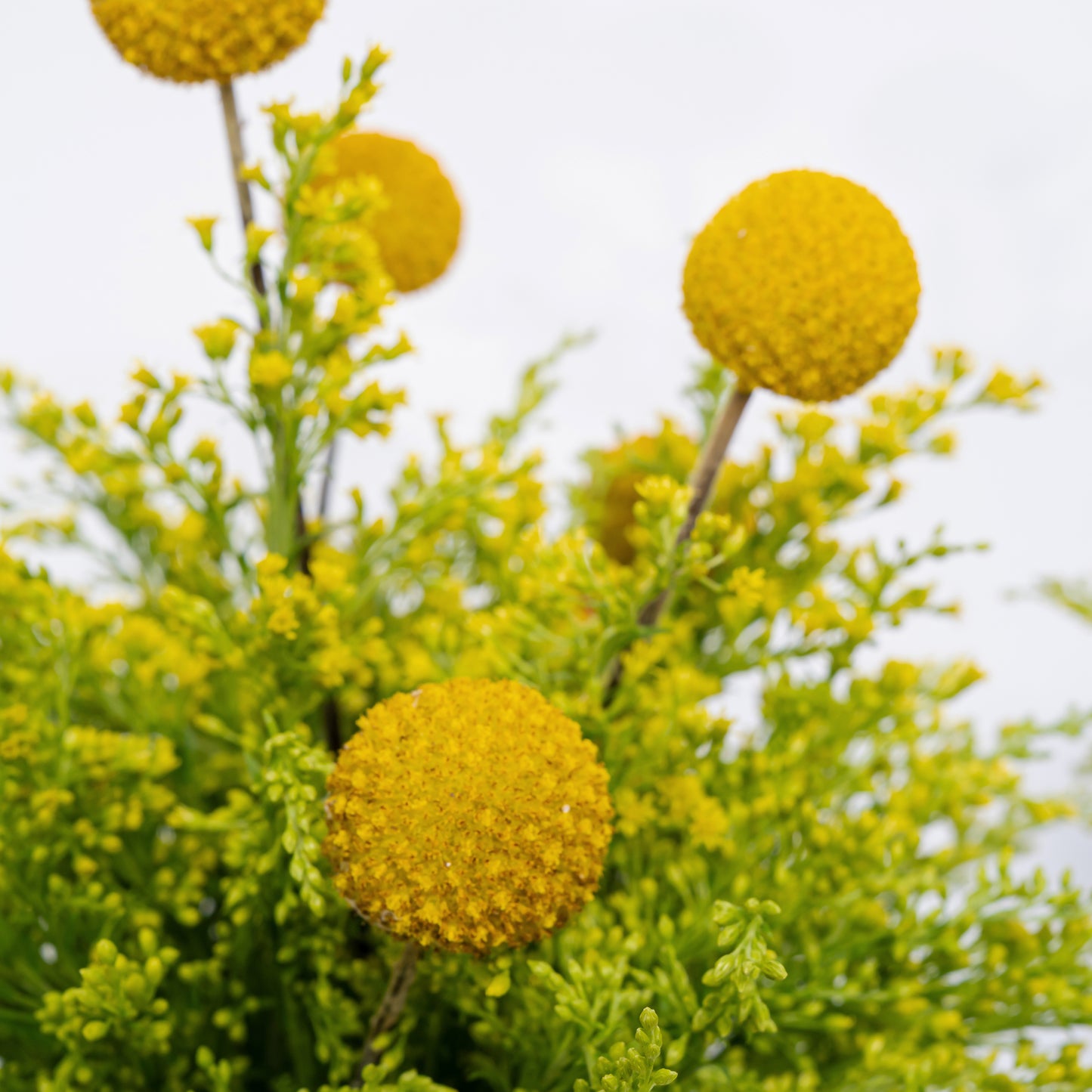 Jaune Duo