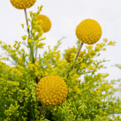 Jaune Duo