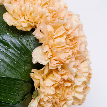Carnation Twin