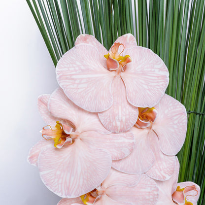 Orchid Queen