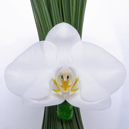 Orchid Majesty