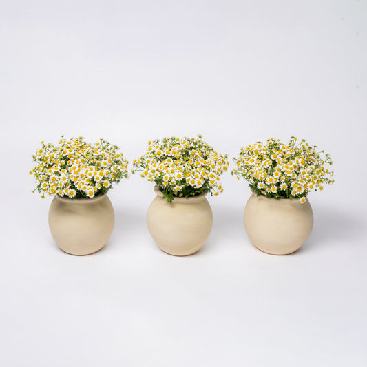 Trio Mini Chamomiles