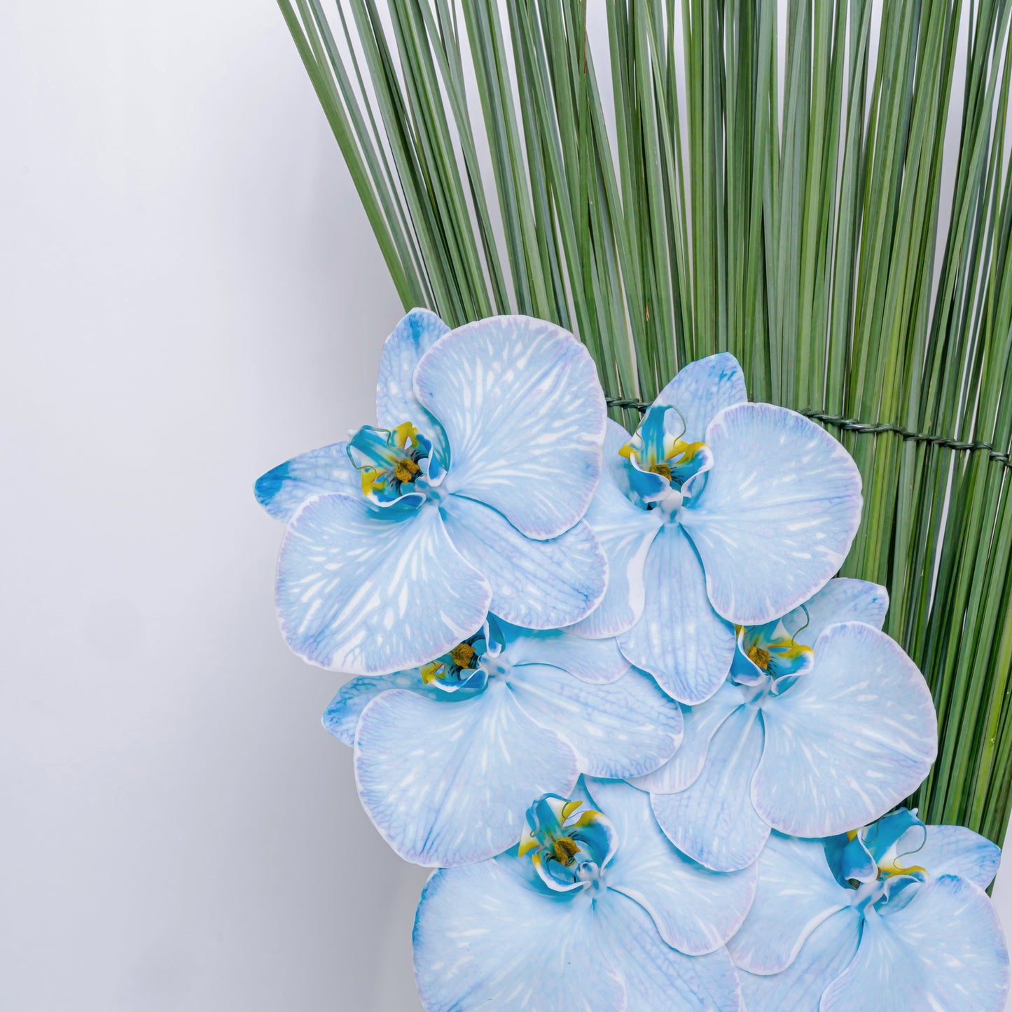 Orchid Queen