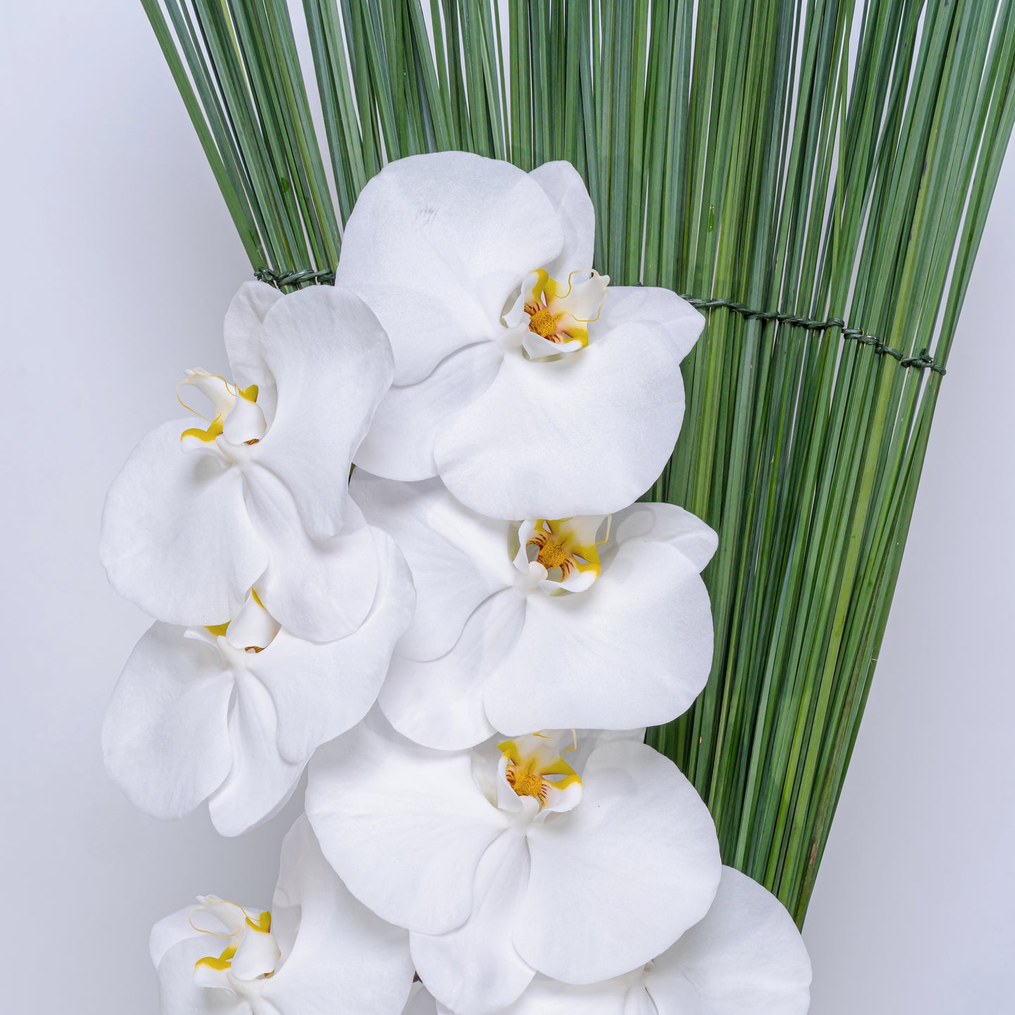 Orchid Queen