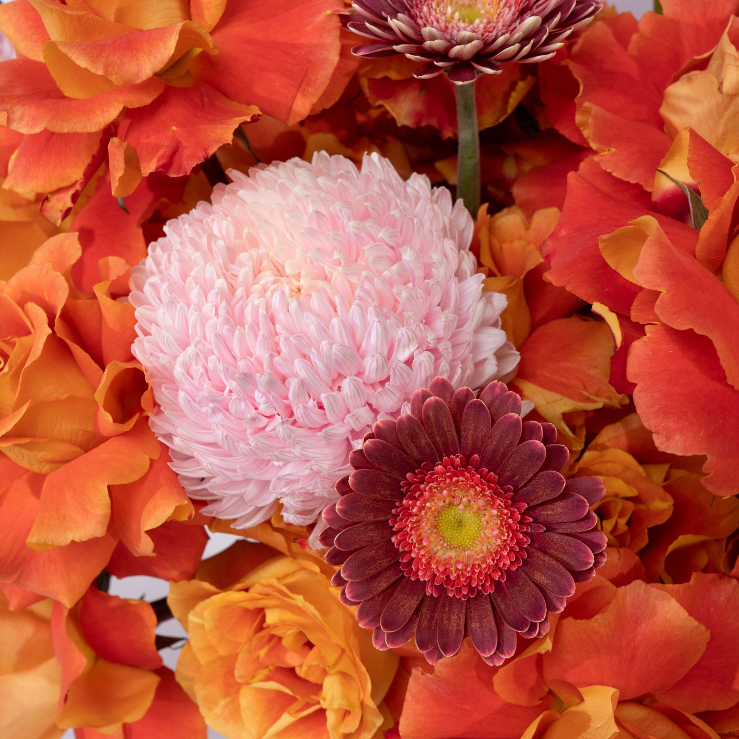 Rosy (Orange)