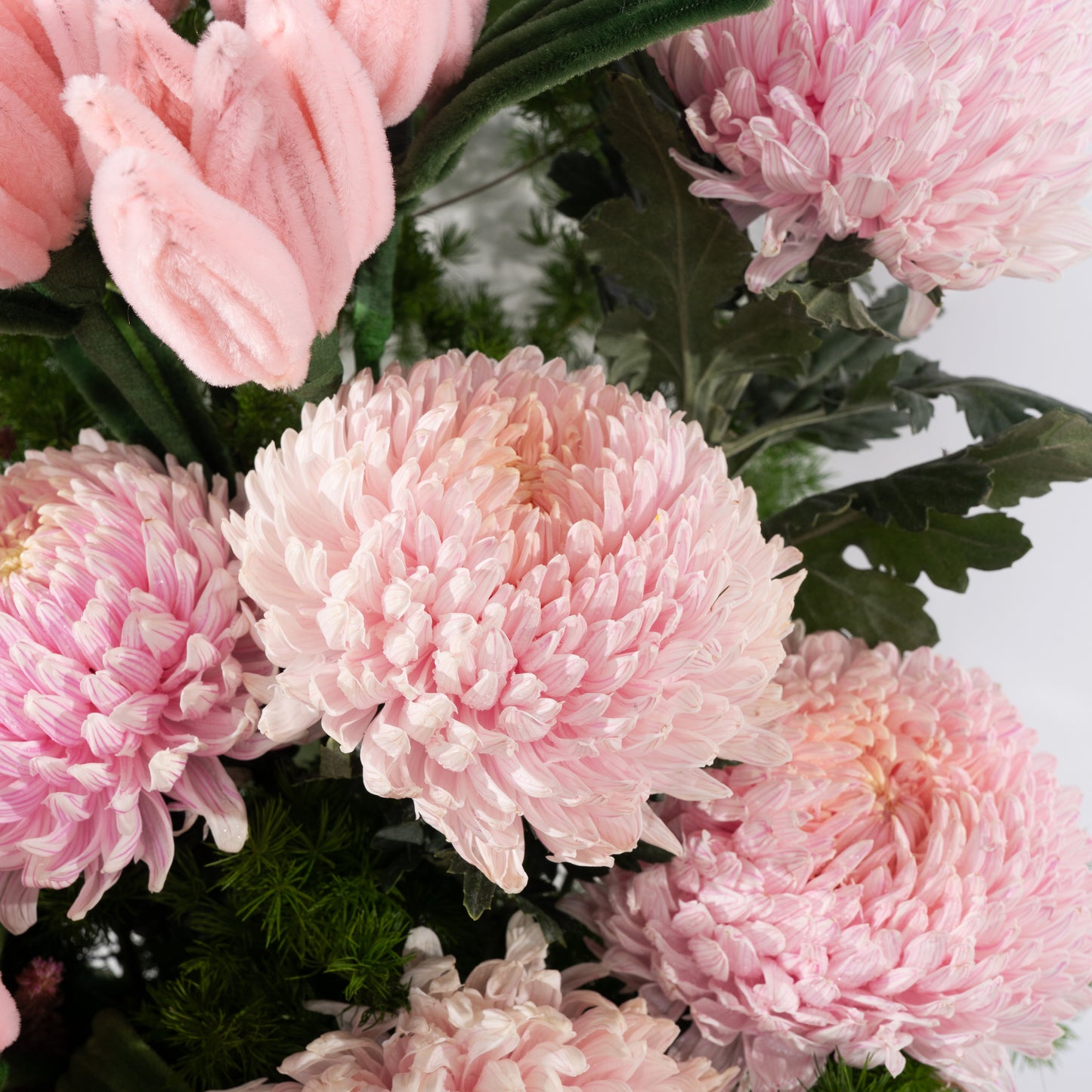 Blush Tulip