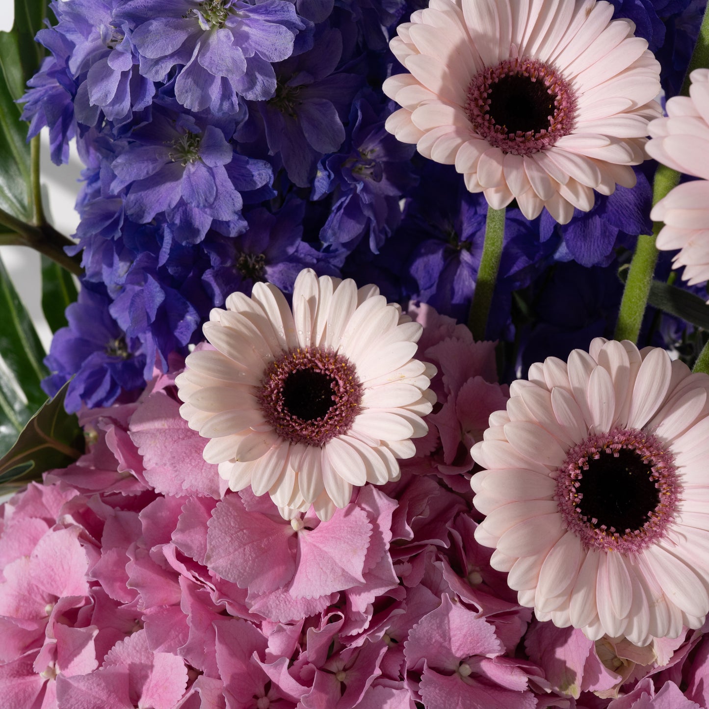 Mauve Garden