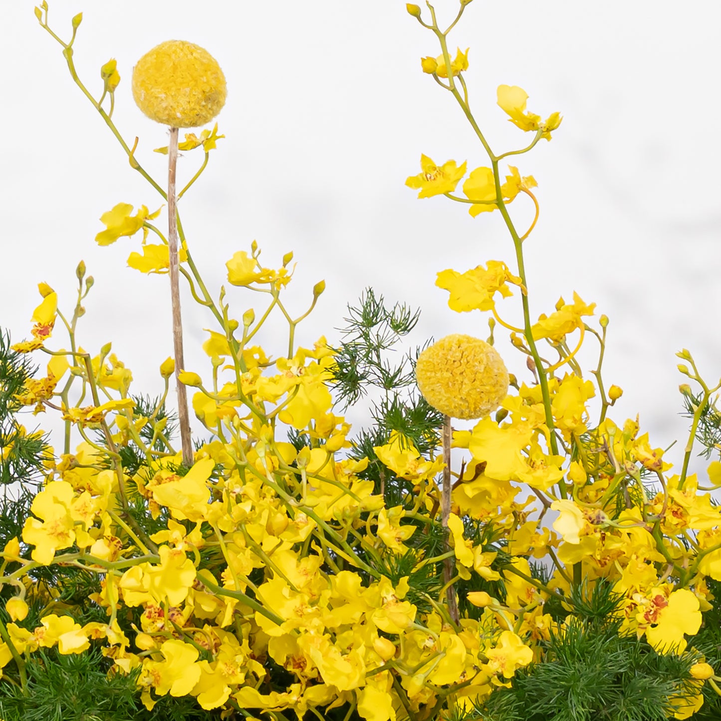 Tray Garden (Yellow)