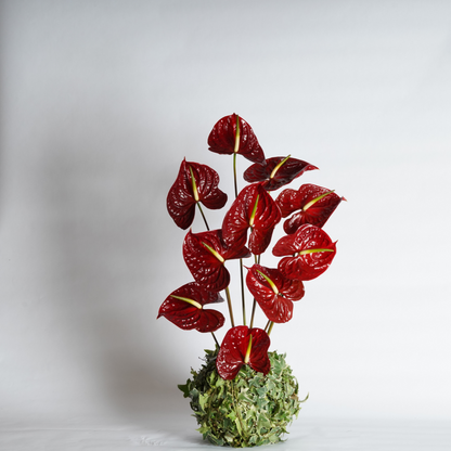 ivy and red anthurium 