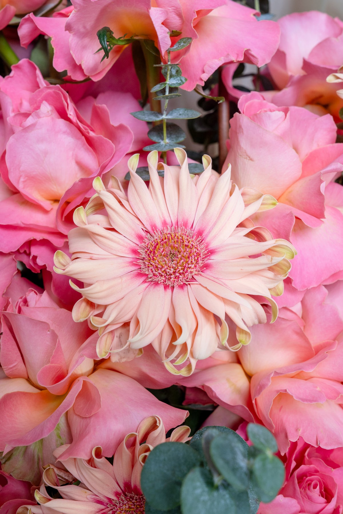 Rosbera | Pink Roses, Gerbera & Anthurium Bouquet