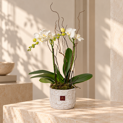 Mini Orchid Plant in White