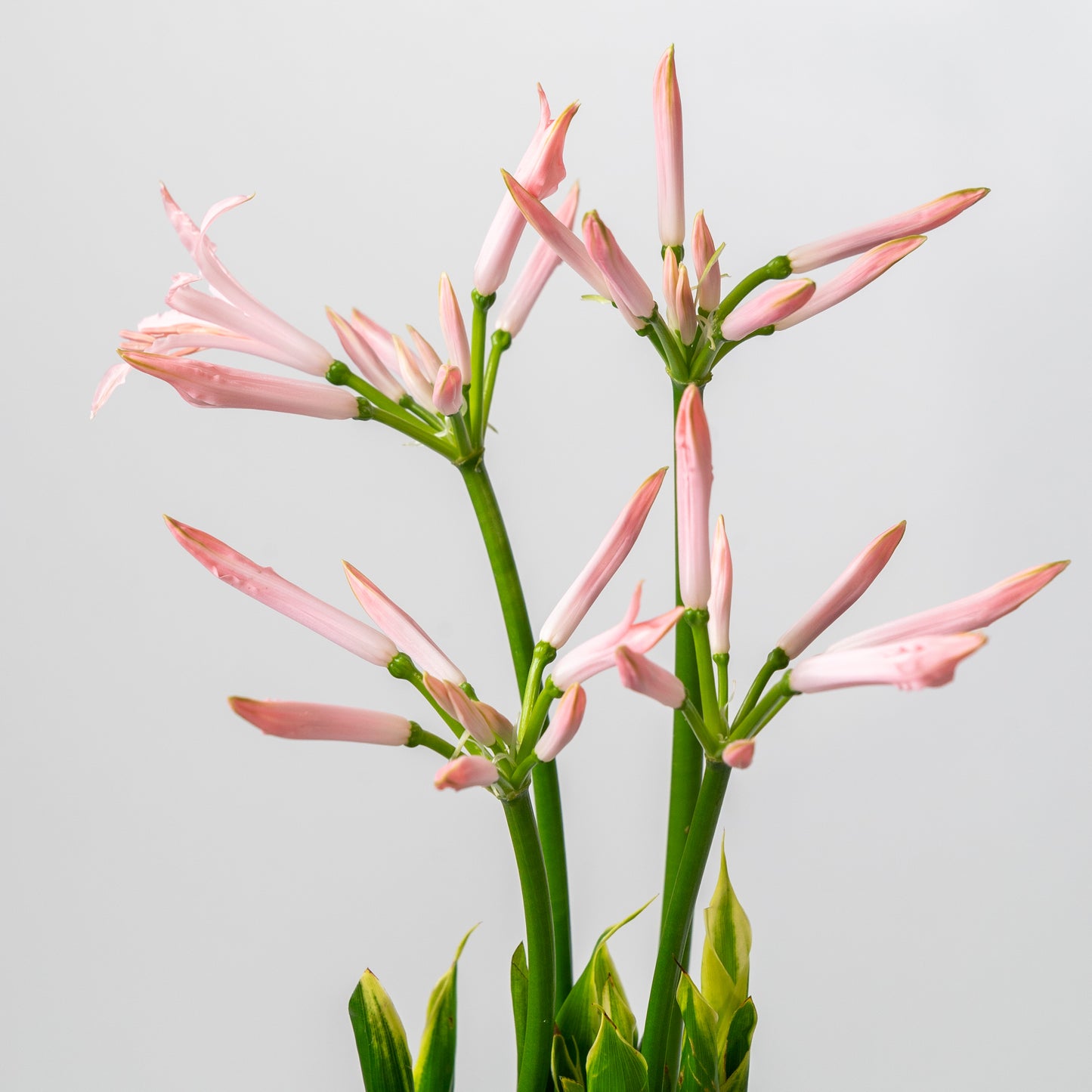 The Nerine