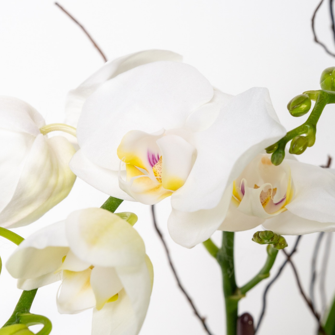 Mini Orchid Plant in White