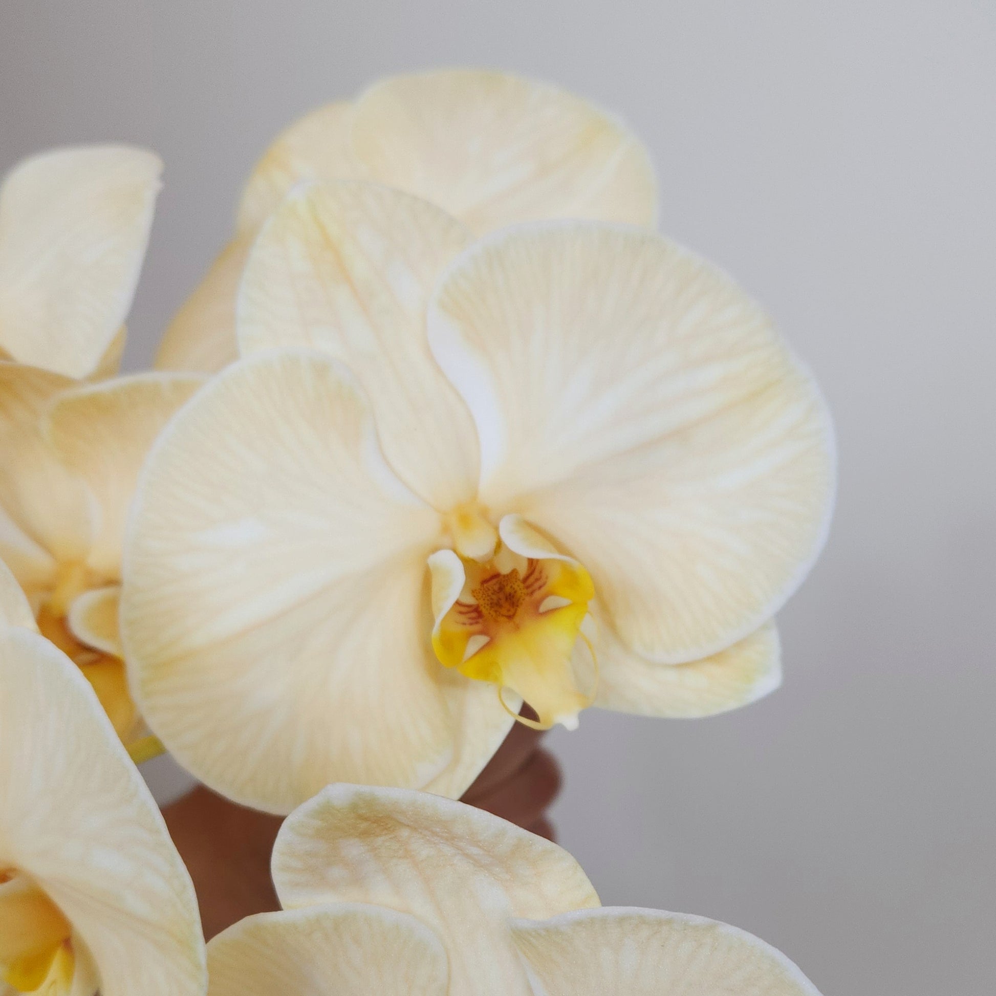 yellow orchid free delivery dubai