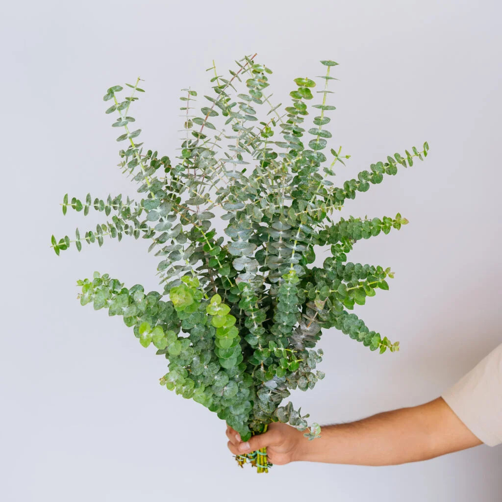 eucalyptus leaves 