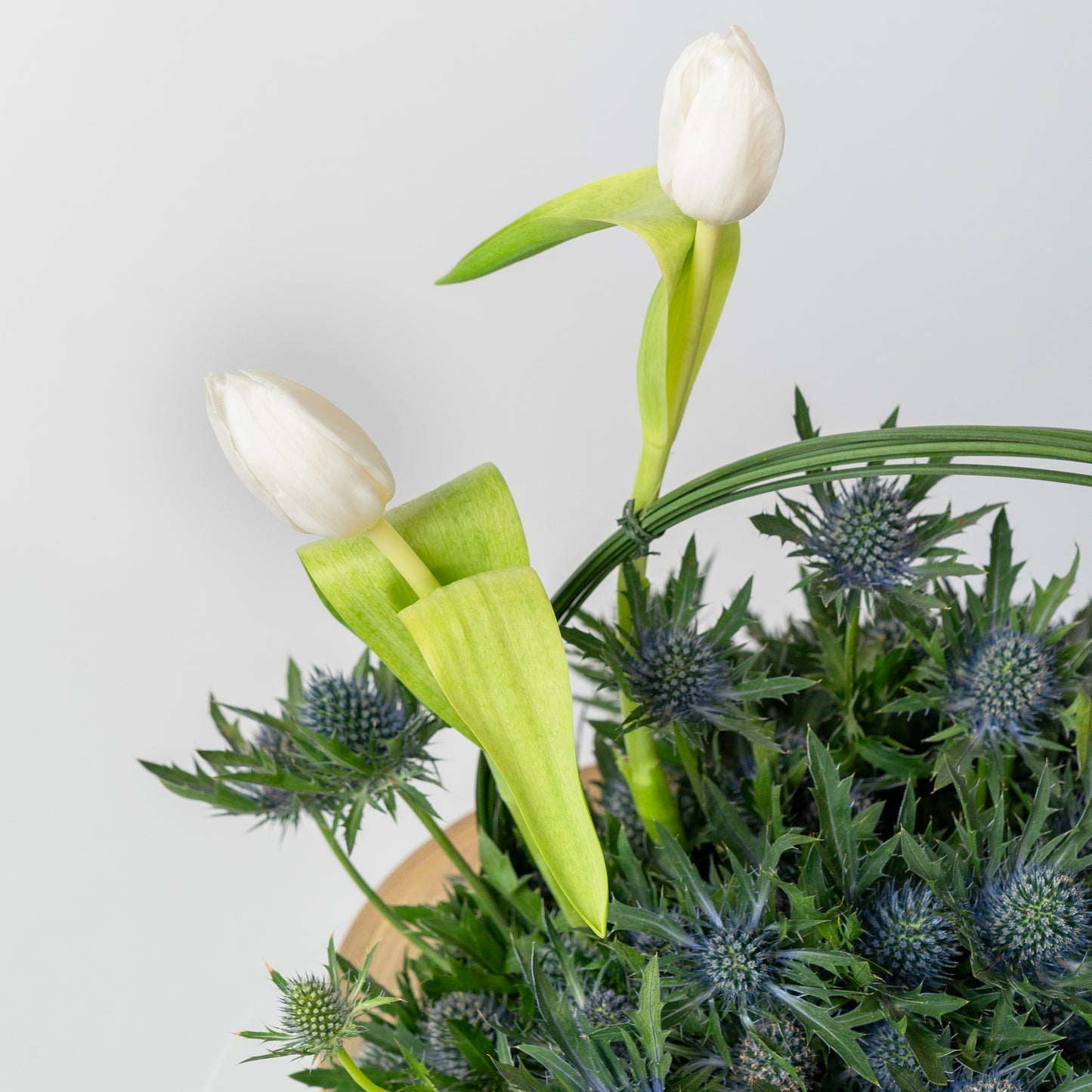 Eryngium Set