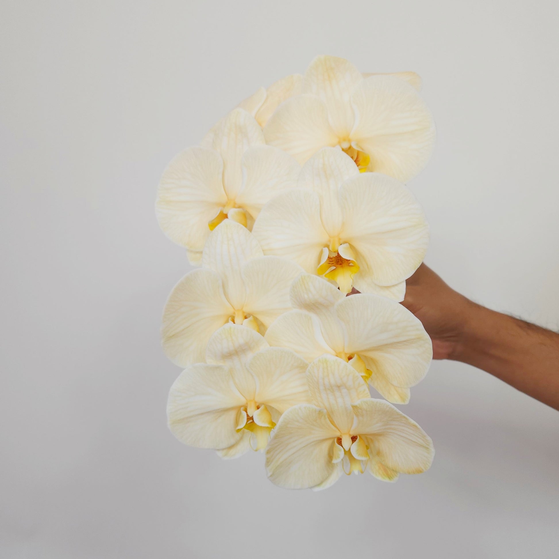 single orchid stem free deliver dubai
