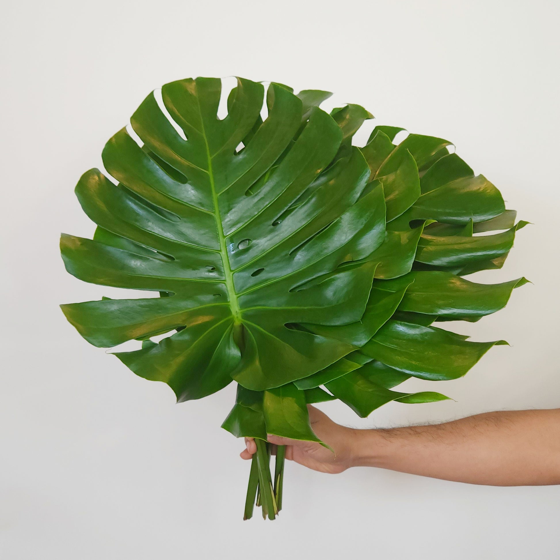 fresh monstera leaves delivery dubai