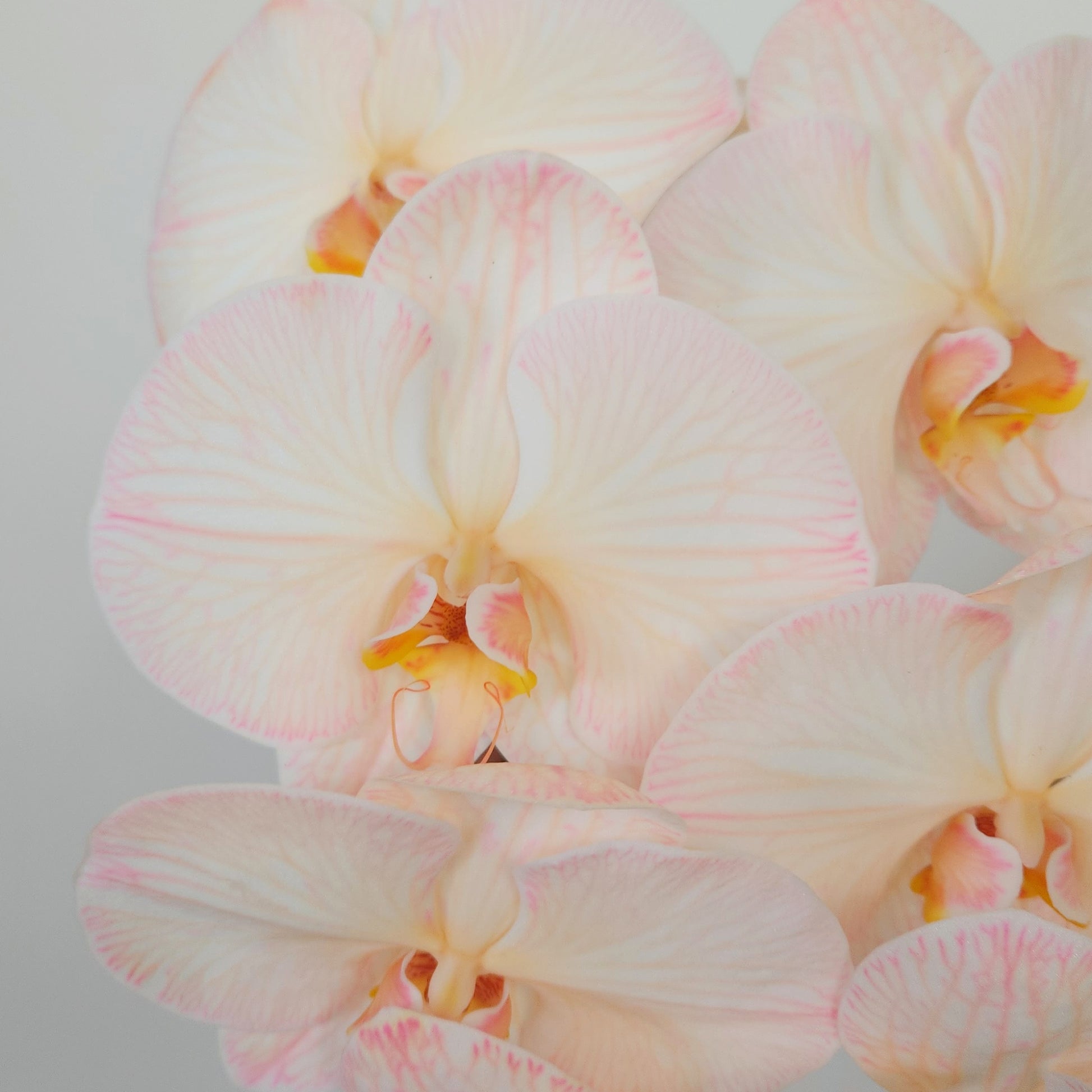 cut orchid flower delivery free dubai