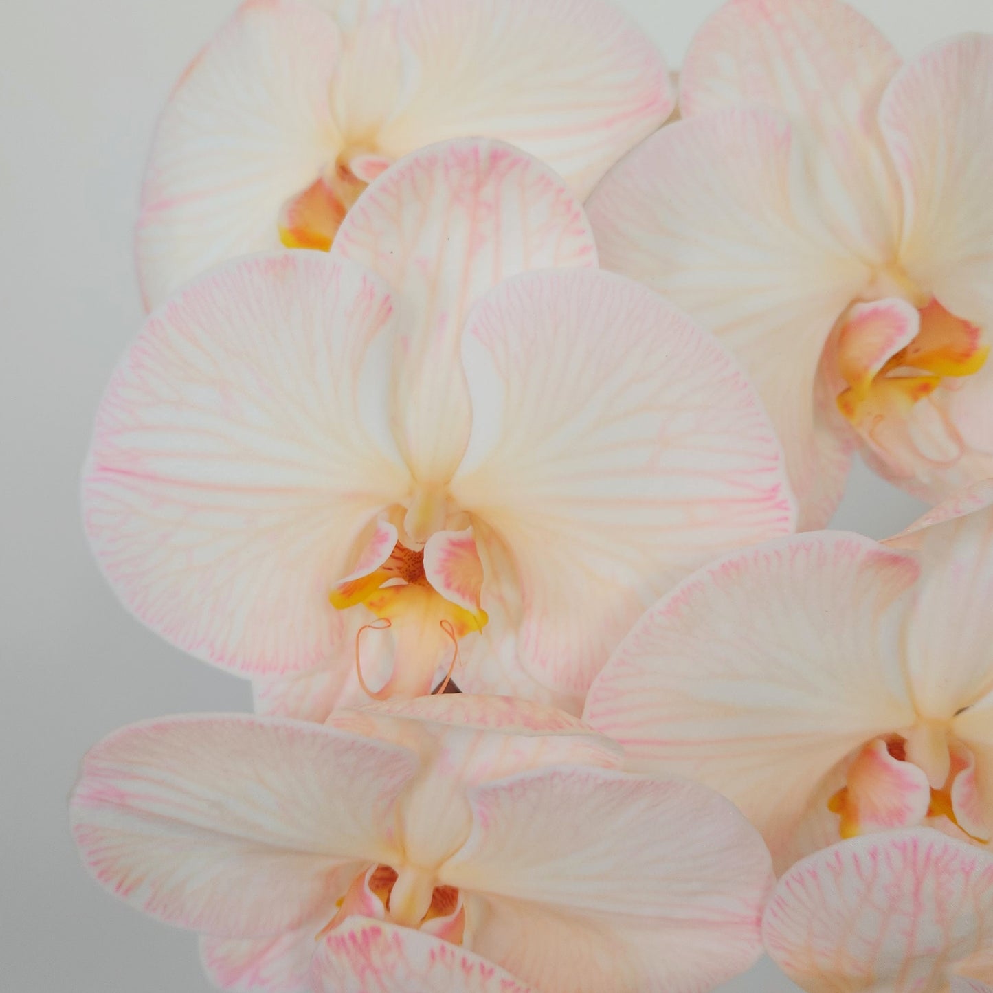 cut orchid flower delivery free dubai