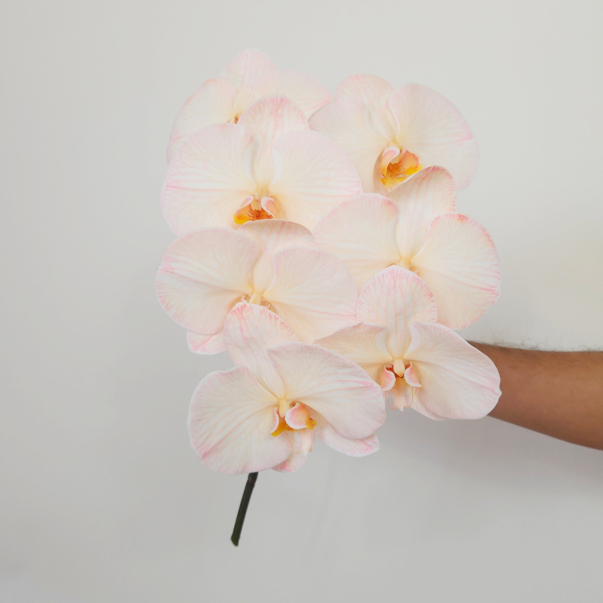 pink orchid flower delivery dubai
