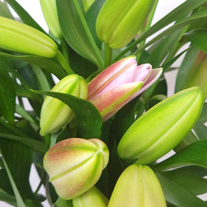 fresh lily flower dubai delivery