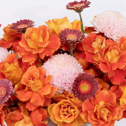 Rosy (Orange)