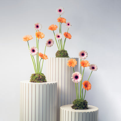 Germini Set