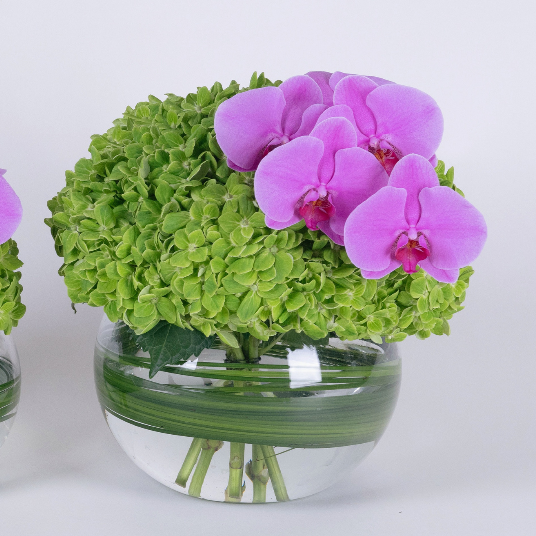 green hydrangea flower set