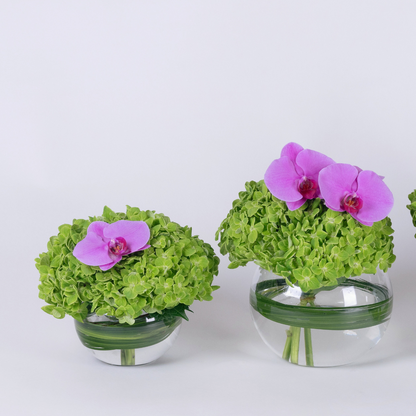 green hydrangea flower set