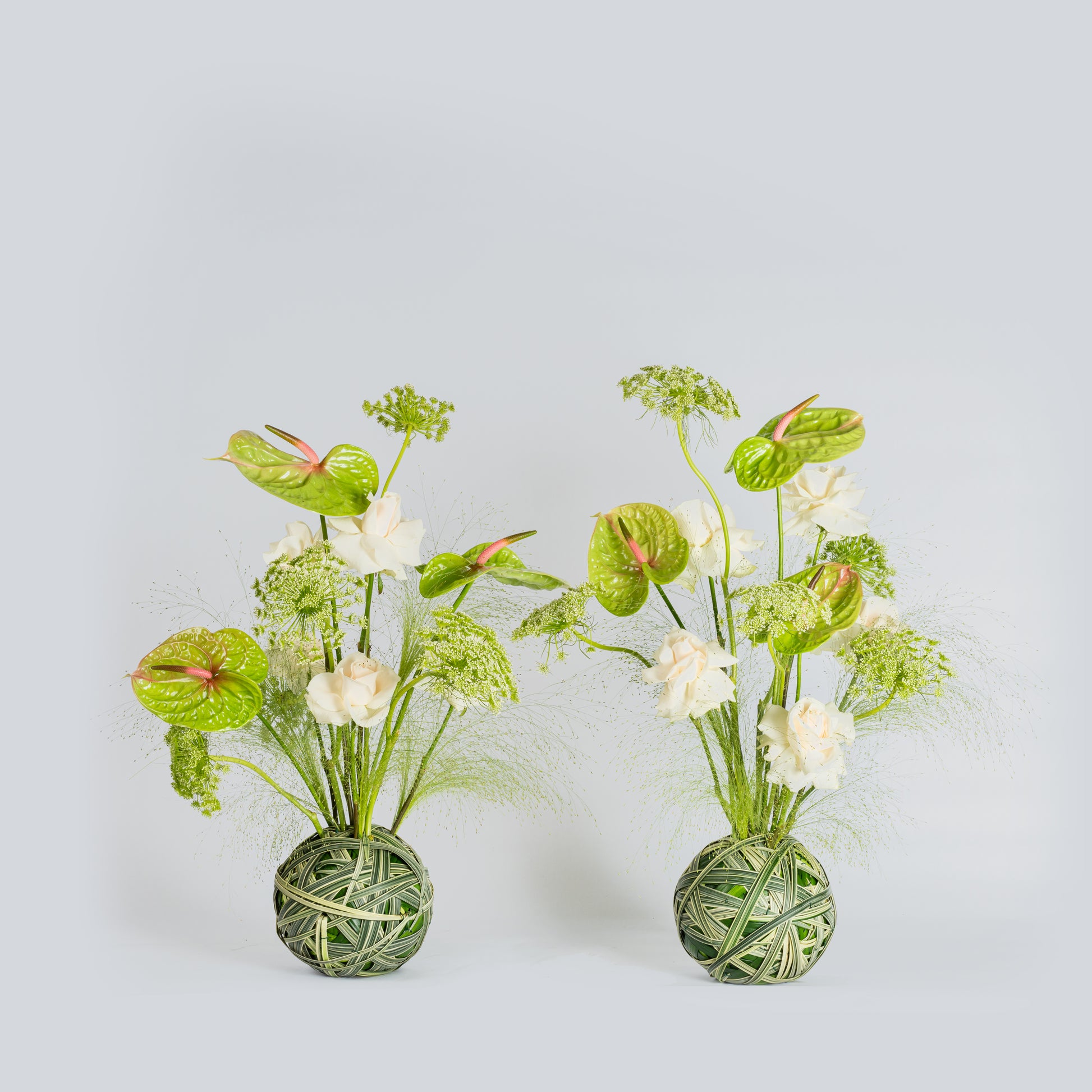 green anthurium arrangement Ivory set arrangement by Moz flowers