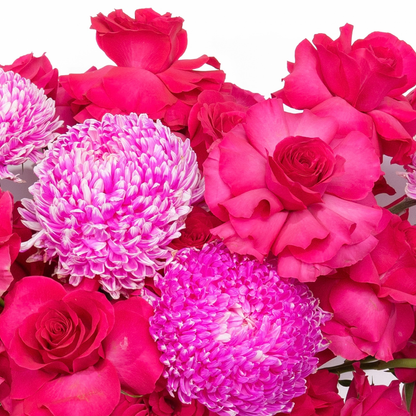 Rosy (Pink)