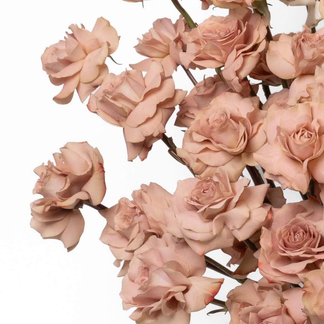 Latte and Cream Grande Roses Flower Arrangement