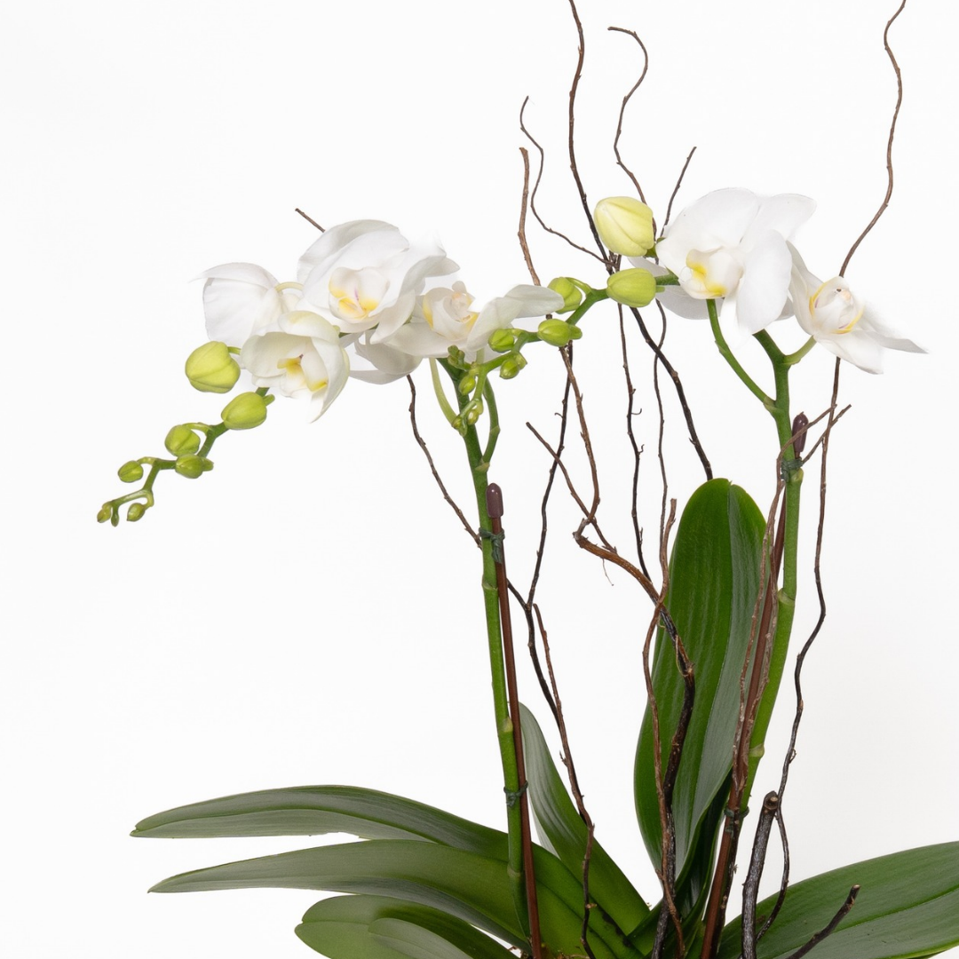Mini Orchid Plant in White