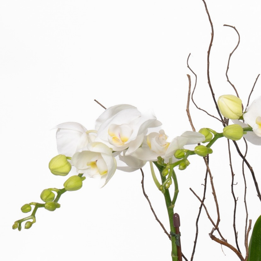 Mini Orchid Plant in White