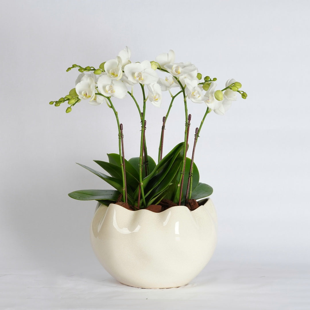 mini orchid plants white